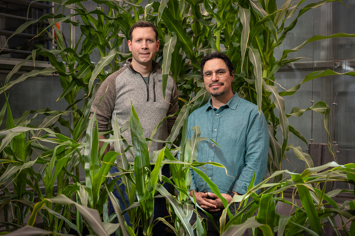 Breakthrough Research Paves the Way for Drought-Resilient Corn Varieties