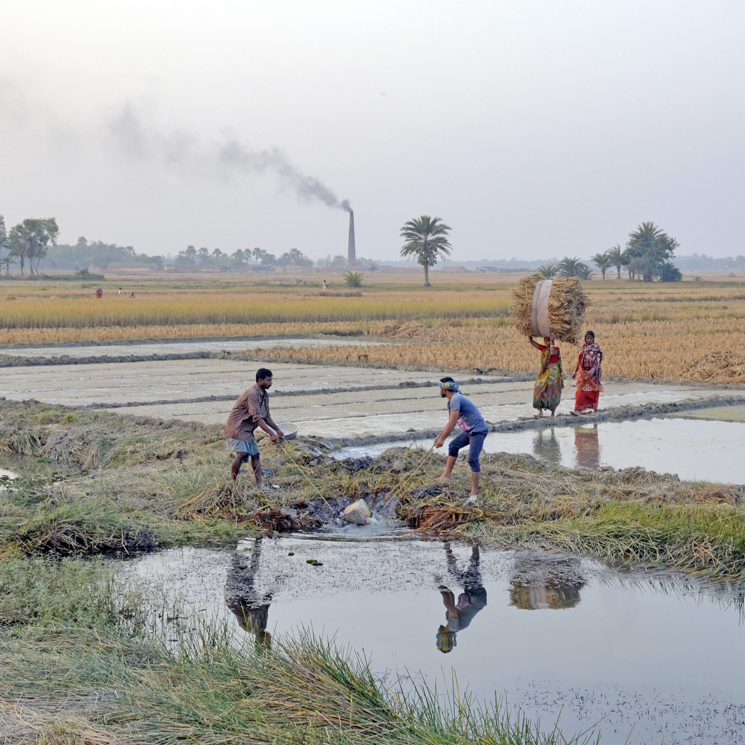 The Hidden Price of Coal: How Emissions Are Harming India’s Agriculture