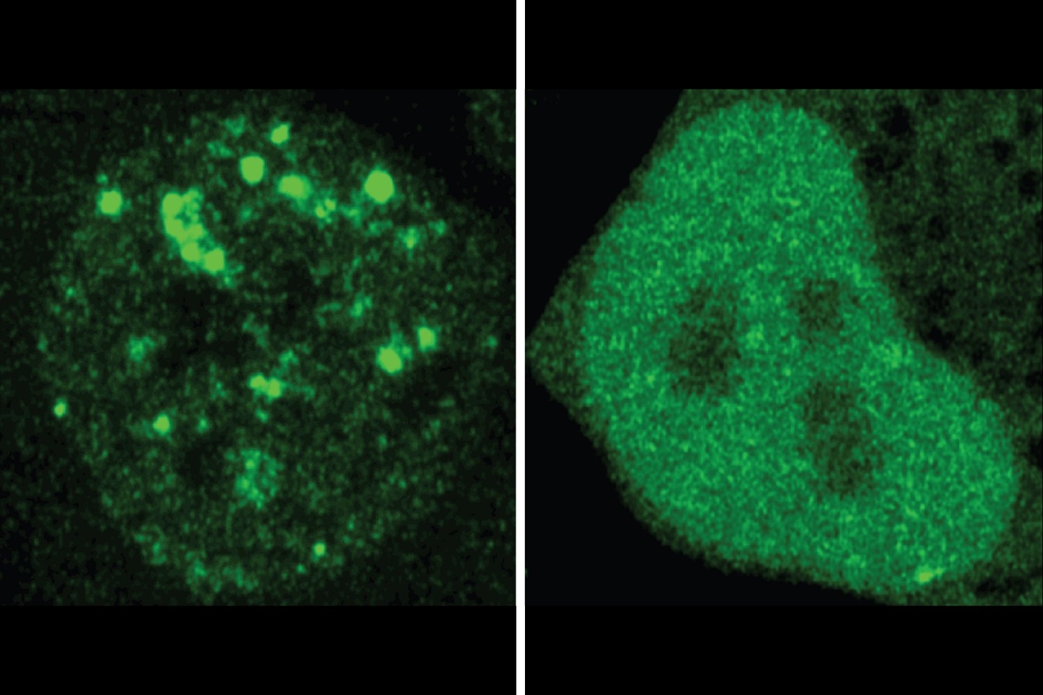 Unraveling the Protein Code: How AI Decodes Pathways of Cellular Navigation