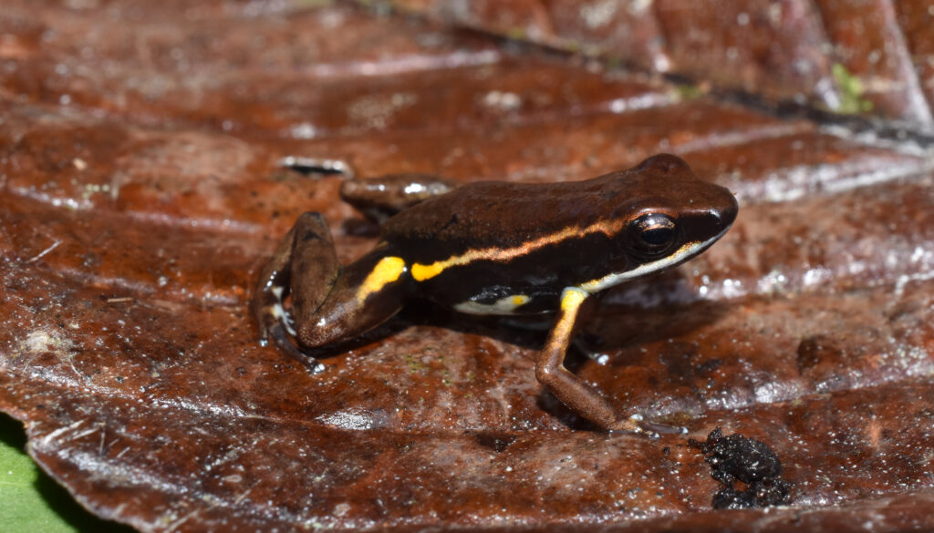 Hunting for a Poison Frog: The Quest for a Culturally Resonant Name