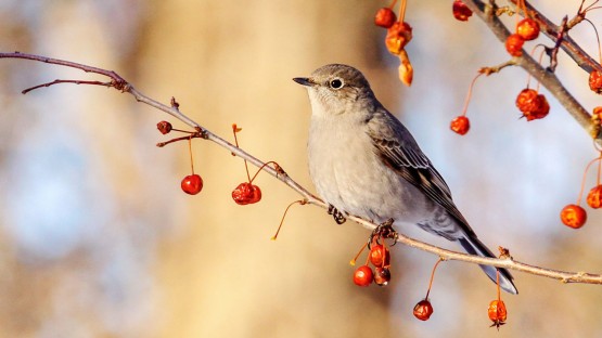 Feathers and Figures: The Annual Bird Count That Fuels Conservation Research