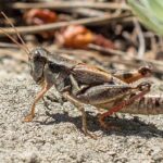 Predicting Climate Change Outcomes: Lessons from Grasshopper Size Variations