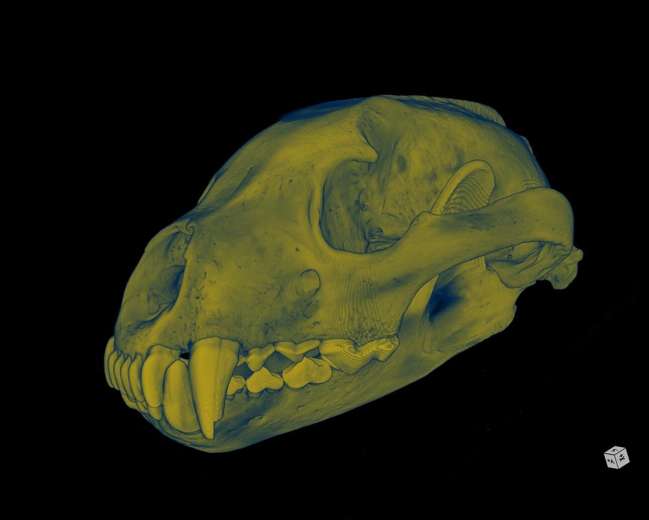 U-M MicroCT Lab Commemorates Achievement with Wolverine Skull Scanning