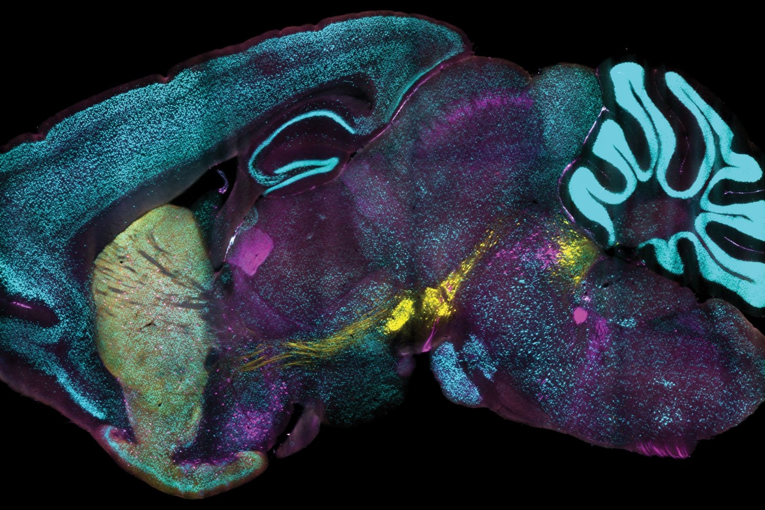 Revolutionary MIT Technique Achieves Lightning-Fast Protein Labeling in Millions of Cells