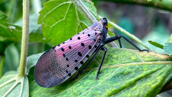 The Looming Economic Threat of Spotted Lanternflies on New York’s Grape Industry