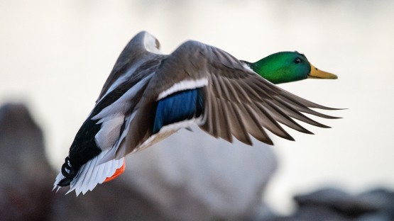 Hidden Hazards: The Contaminants Lurking in Our Favorite Waterfowl