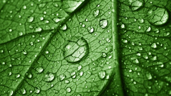 The Remarkable Resilience of Leaves During Rainfall