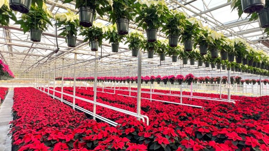 Cornell Empowers New York State Growers to Master Poinsettia Cultivation