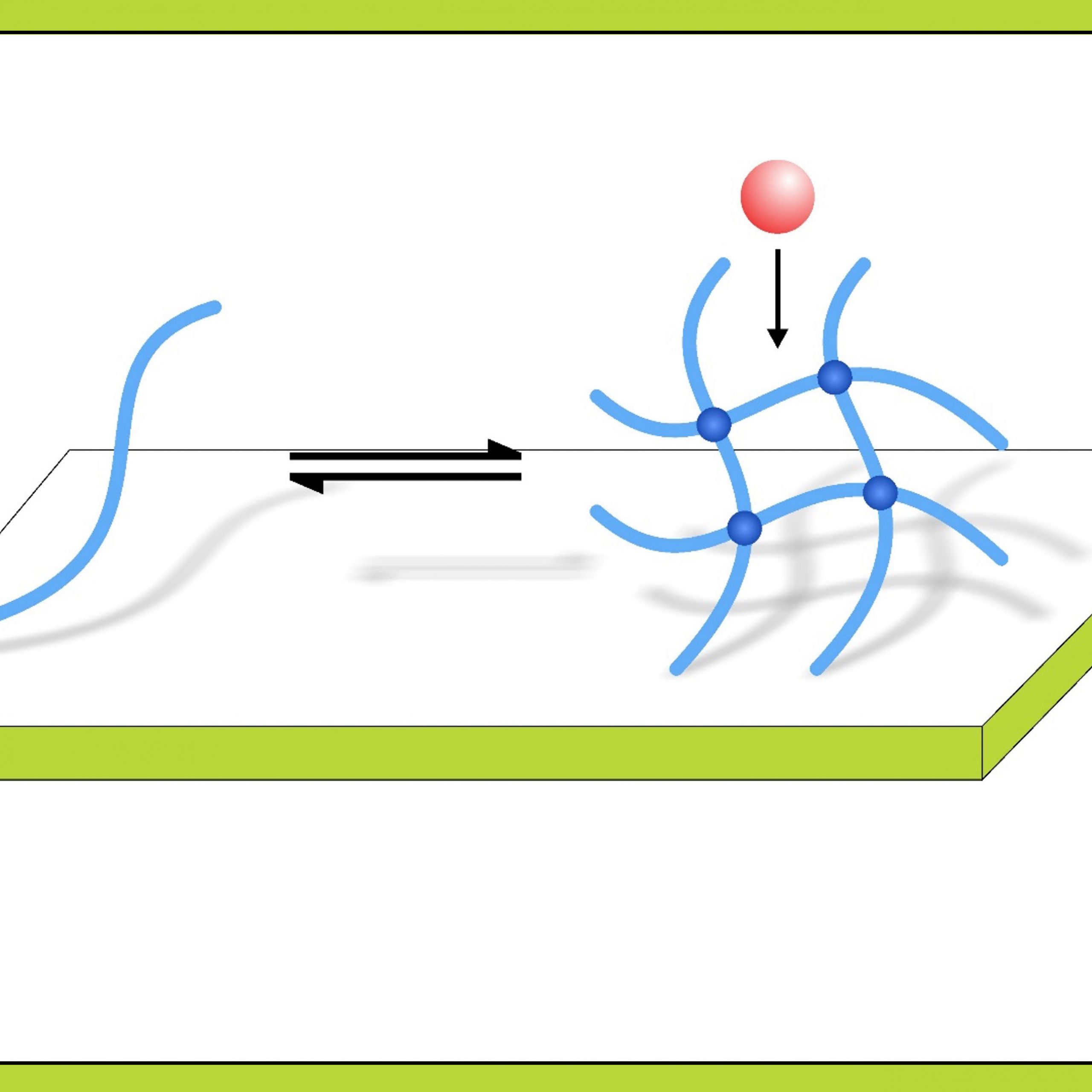 Engineers Transform Bodily Fluids into Innovative Adhesives