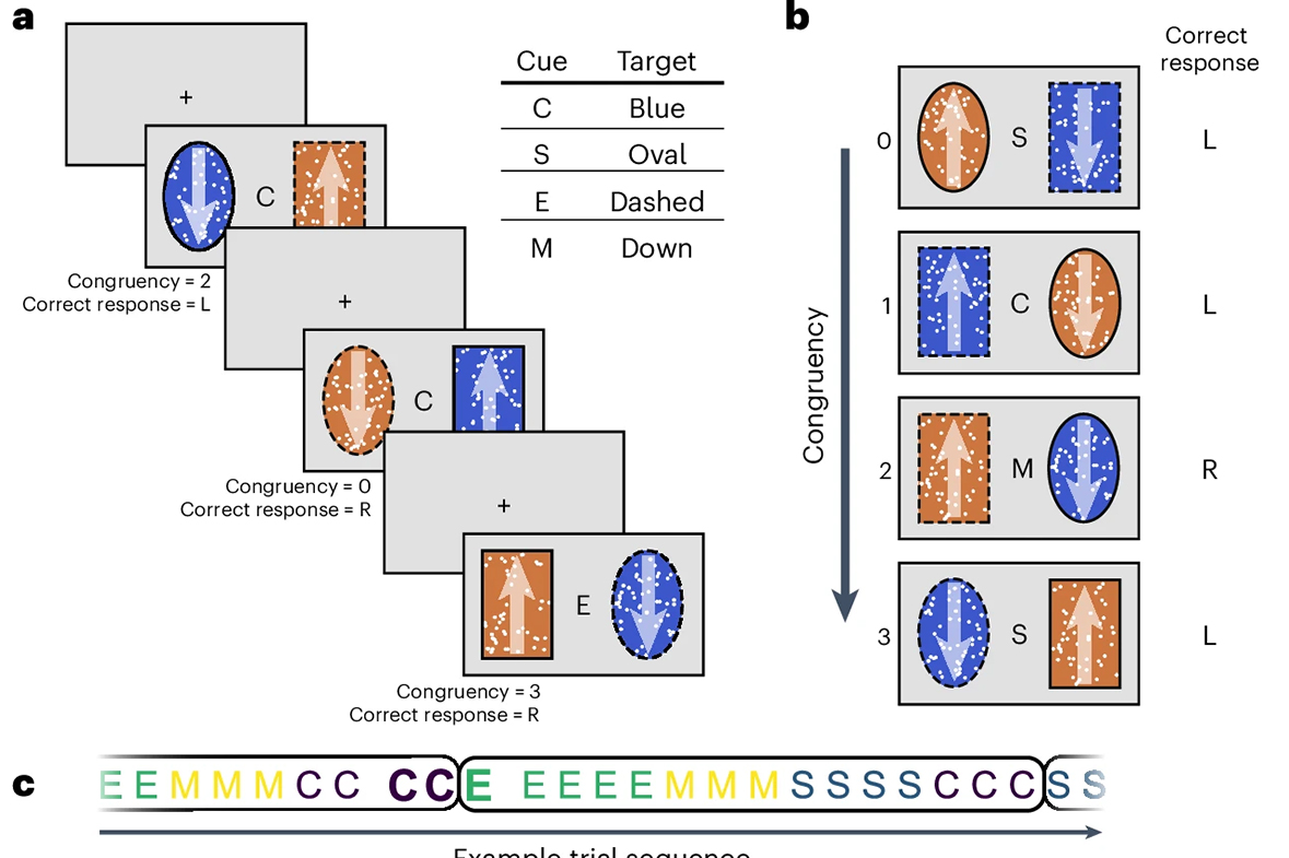 Innovative Model Developed by WashU Researchers Enhances Insights into Human Attention Mechanisms