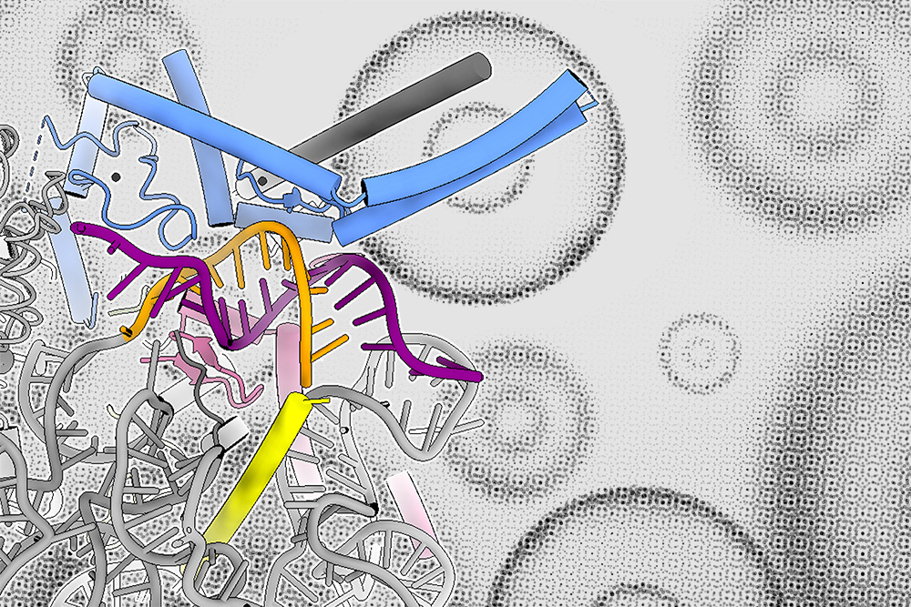 MIT Biologists Unveil Revolutionary Control Mechanism for RNA Splicing