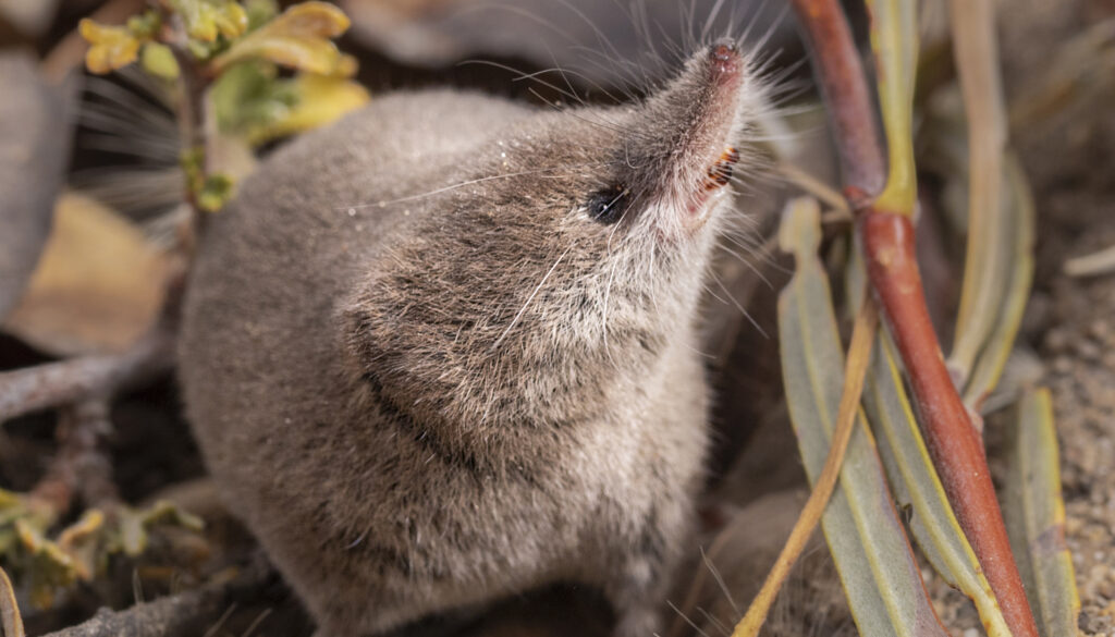 The Elusive California Shrew Finally Steps Into the Spotlight