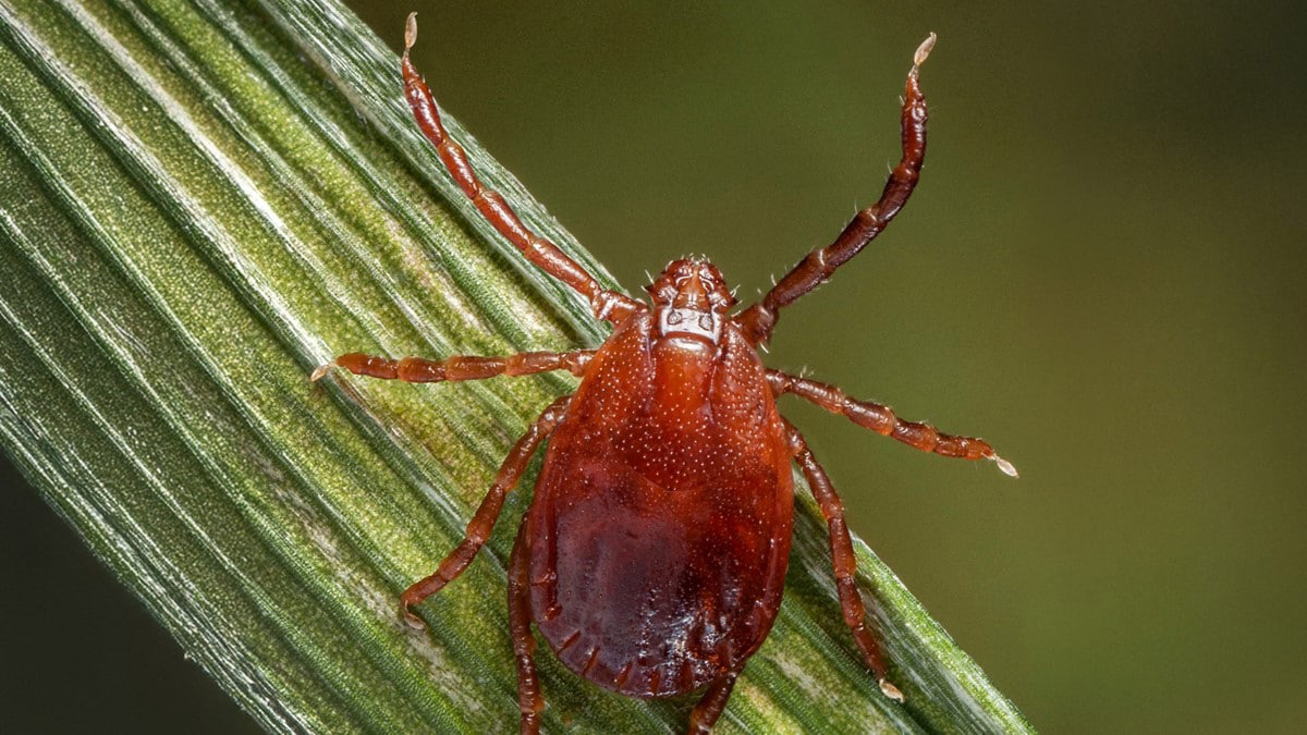 Longhorned Tick Invades St. Louis County: A New Challenge for Local Ecosystems