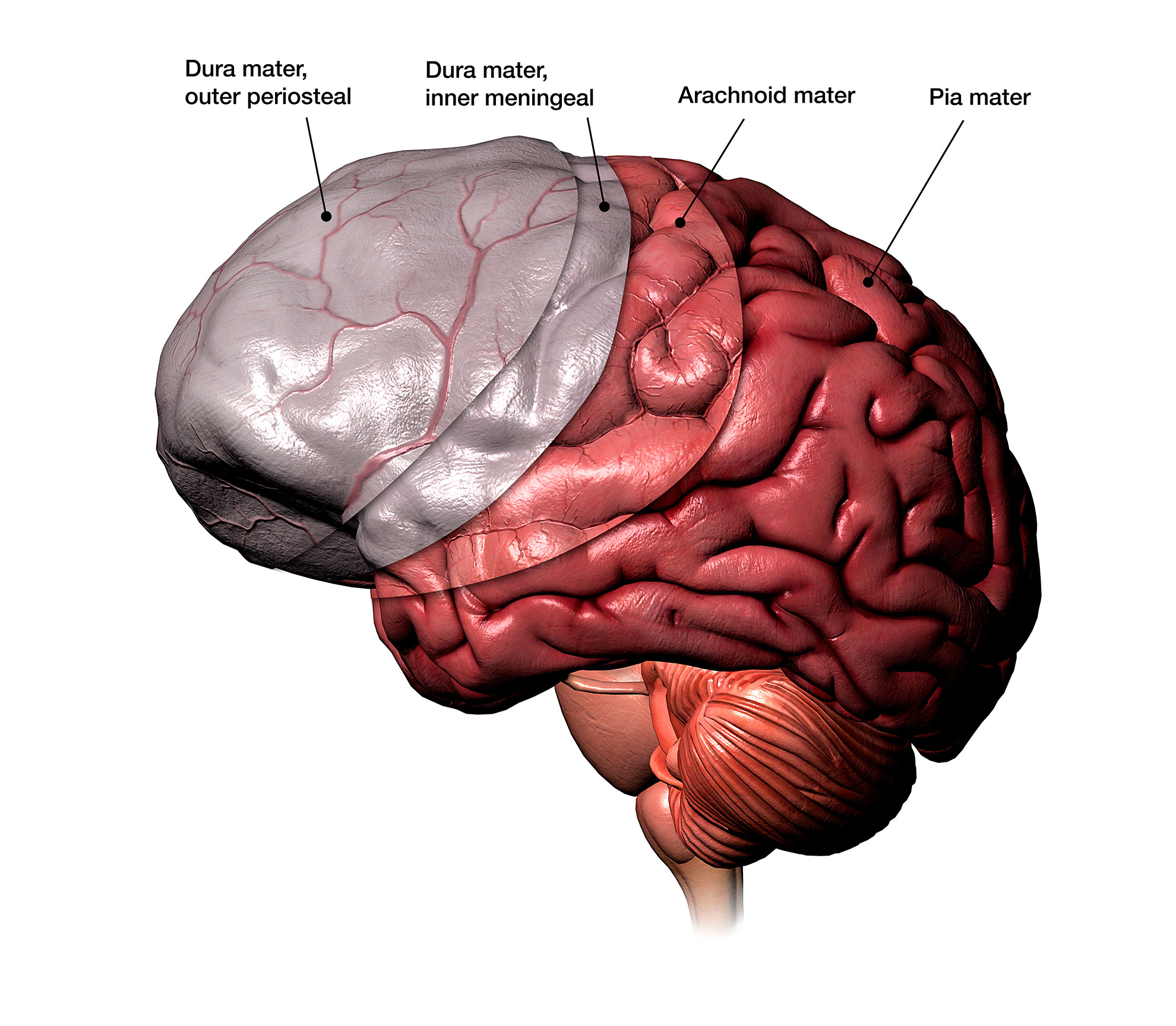 Illustration depicting the three protective layers beneath the skull.