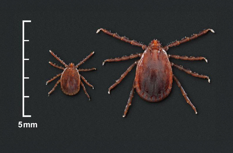 Longhorned Tick Invades St. Louis County: A New Challenge for Local Ecosystems