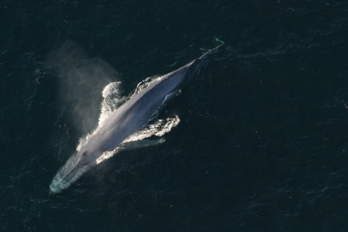 blue whale viewed from above