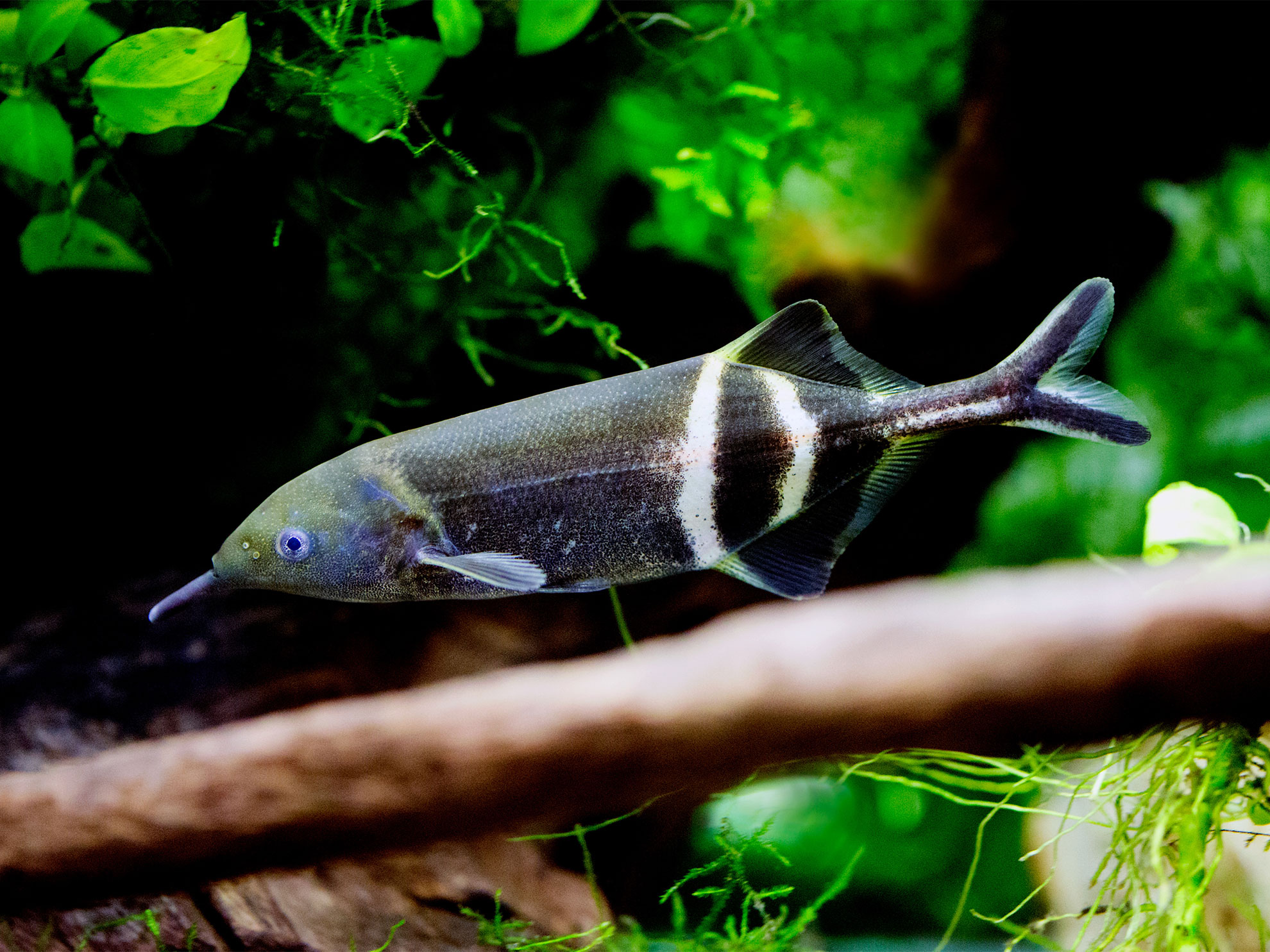 Elephantnose fish 