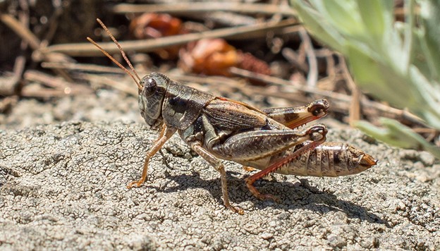 closeup of grasshopper on dry soil