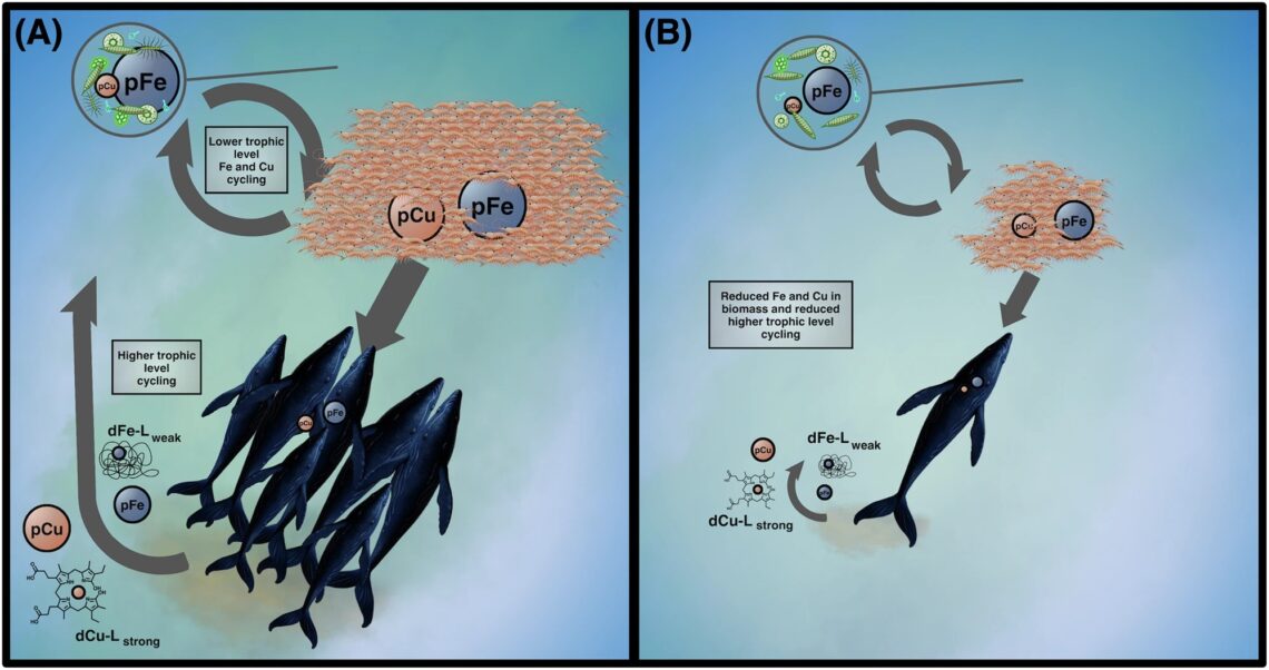 depiction of whales in blue waters with krill and phytoplankton