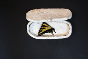 A butterfly resting in a coffin crafted from coffee grounds and mushroom spores.