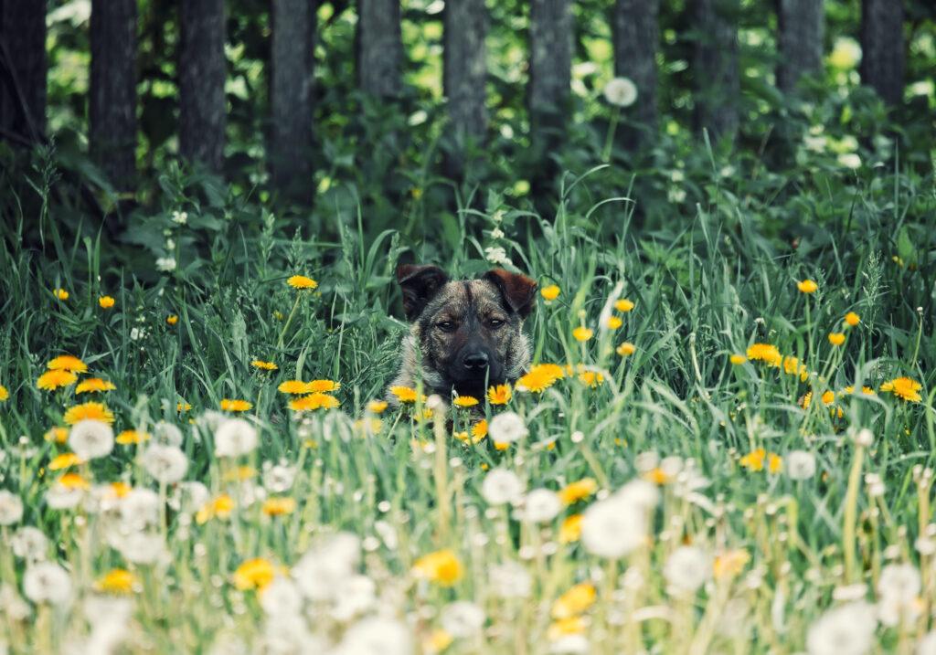 Concept of seasonal allergies with a dog resting among blooming flowers