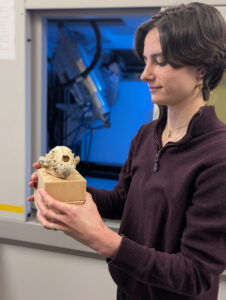 U-M MicroCT Lab Commemorates Achievement with Wolverine Skull Scanning