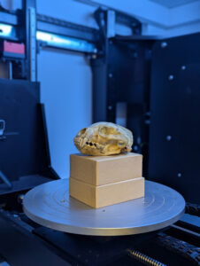 U-M MicroCT Lab Commemorates Achievement with Wolverine Skull Scanning