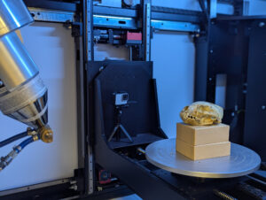 U-M MicroCT Lab Commemorates Achievement with Wolverine Skull Scanning