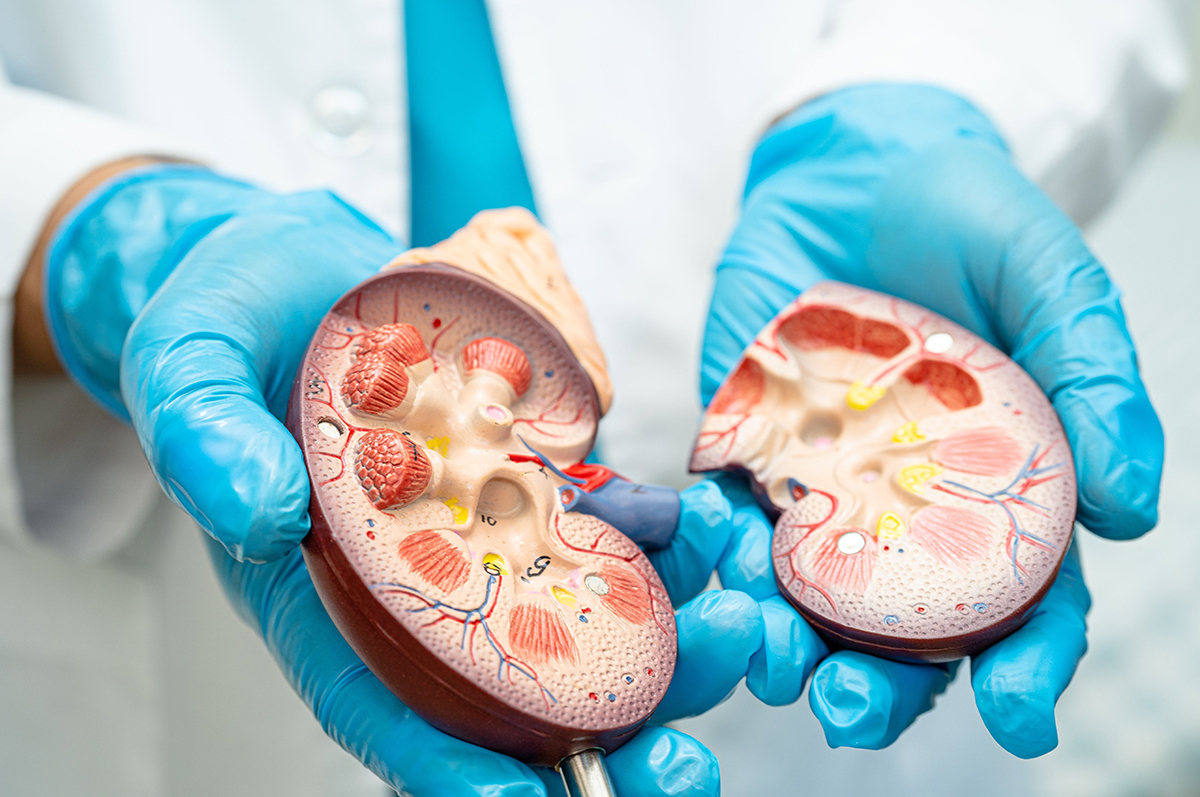 Innovative Approaches in Mechanobiology for Kidney Disease Treatment