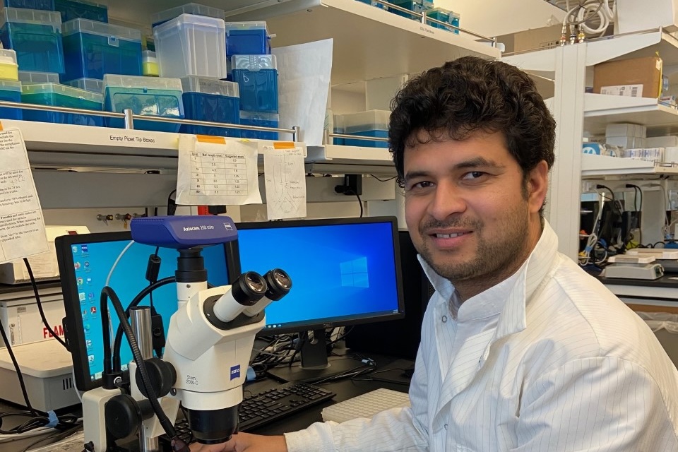 Investigating the Impact of Estrogen on the Advancement of Aortic Aneurysms