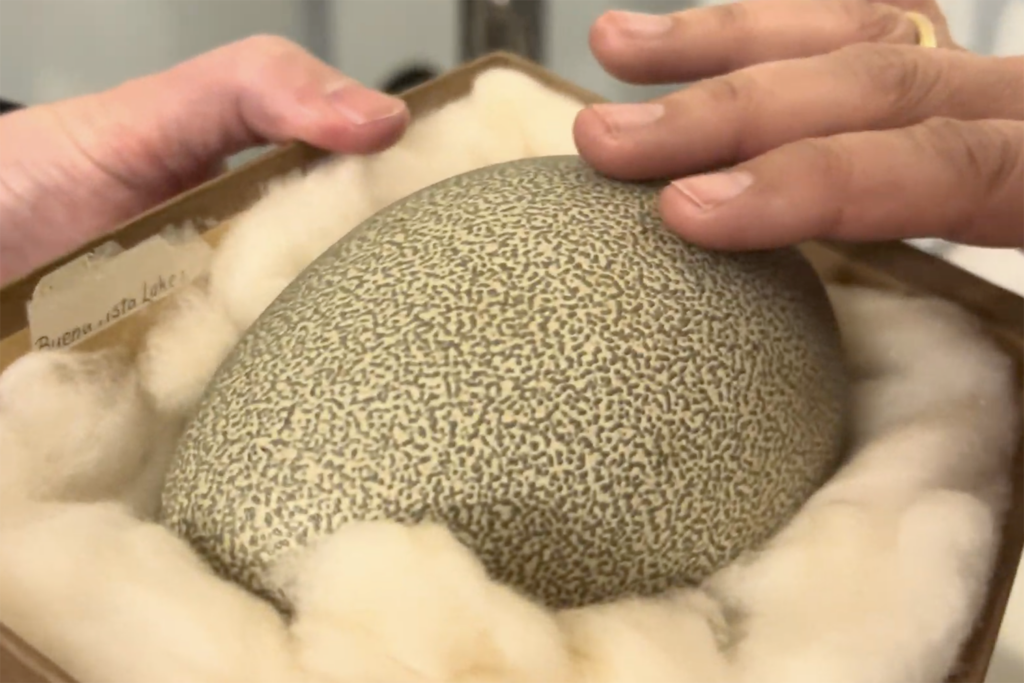 A Treasure Trove of Eggs: Discover the Extensive Collection at UC Berkeley’s Museum