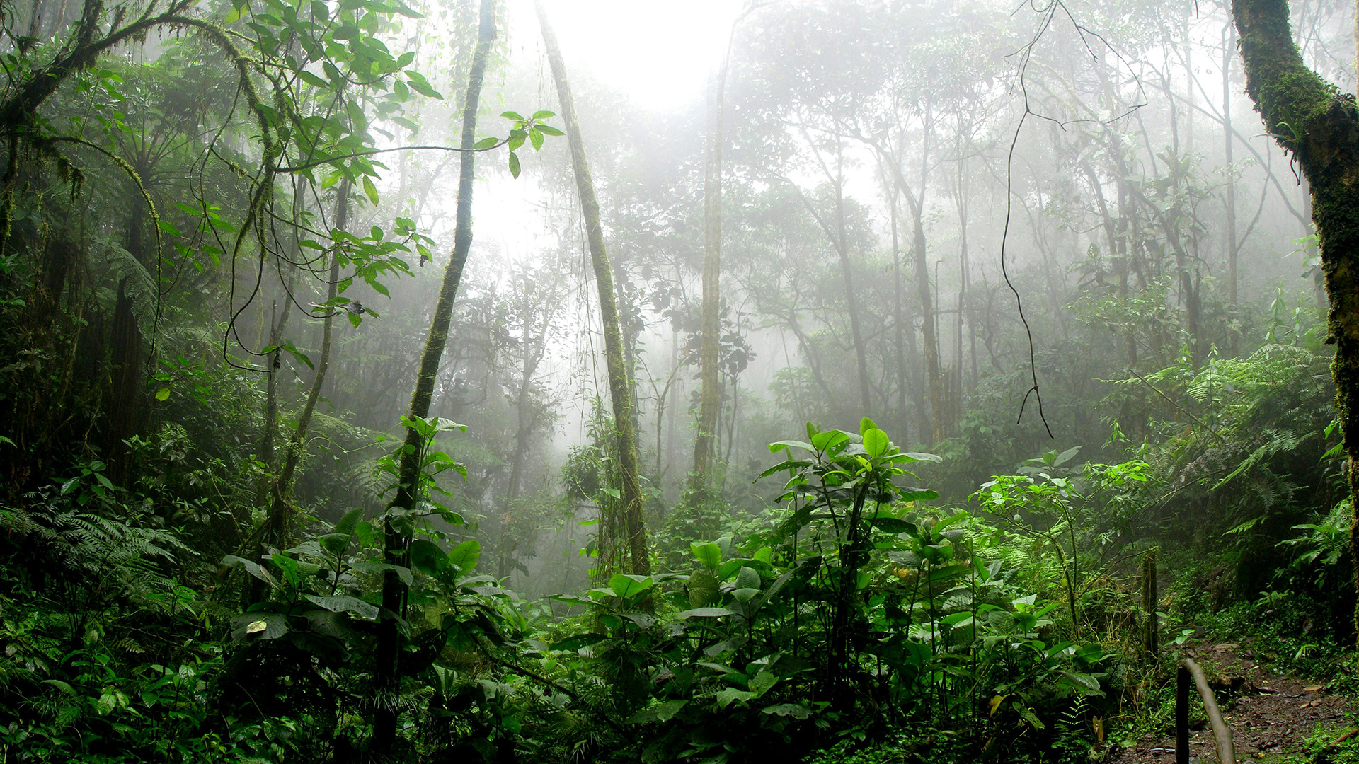 Nature’s Chemists: The Transformative Power of Tropical Forests