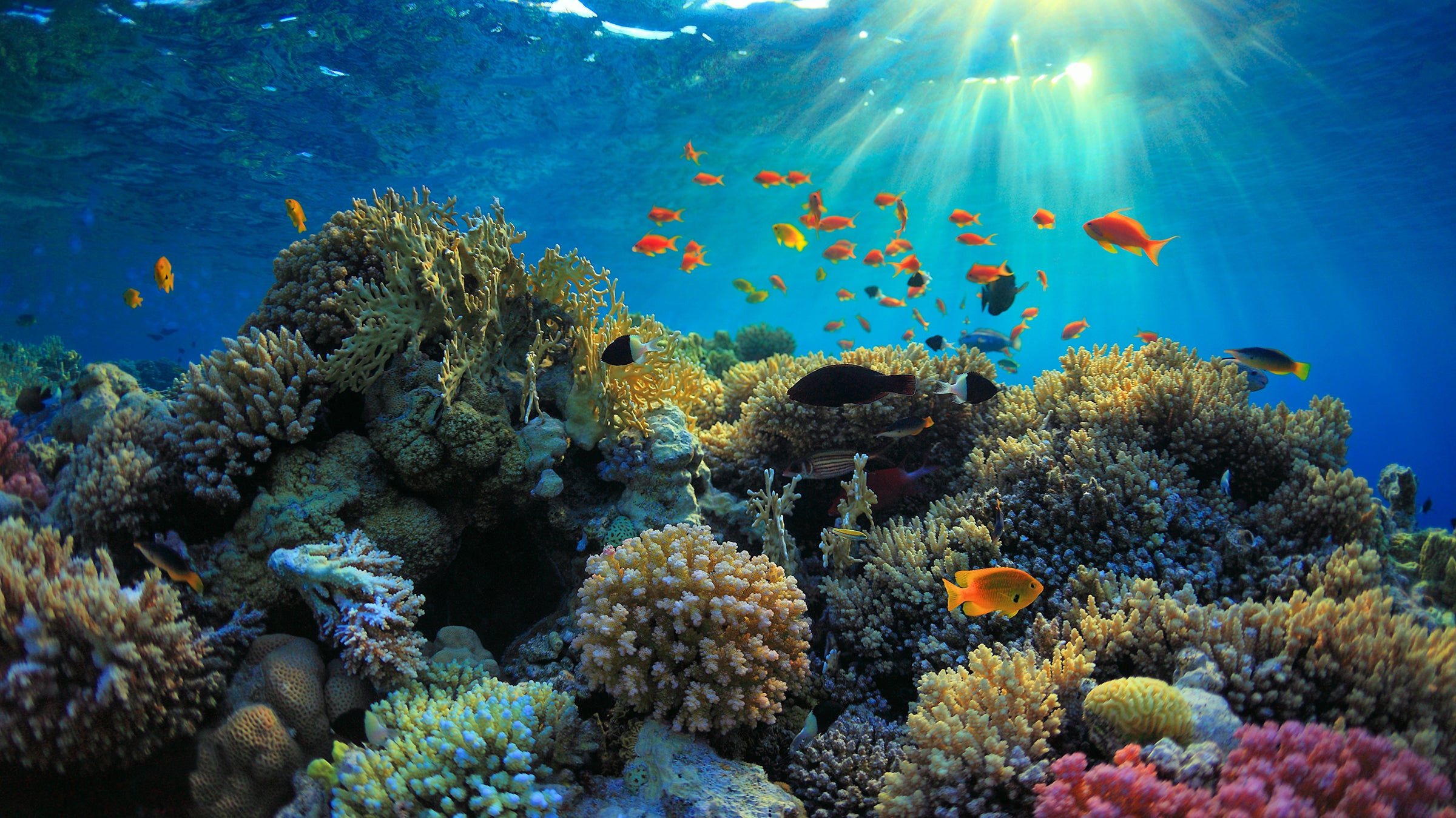 Revolutionary Reef-Inspired Approach Unlocks Carbon-Negative Building Materials