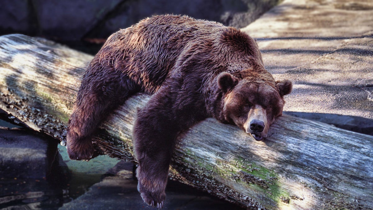 Unlocking the Secrets of Artificial Hibernation: A Pathway to Increased Longevity?