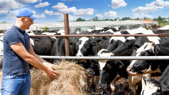 “New York Dairy Farms Embrace Sustainability to Cut Emissions”