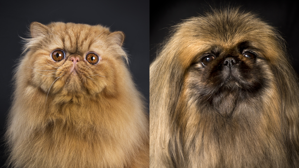 Imitation in Nature: The Fascinating World of Copycat Evolution