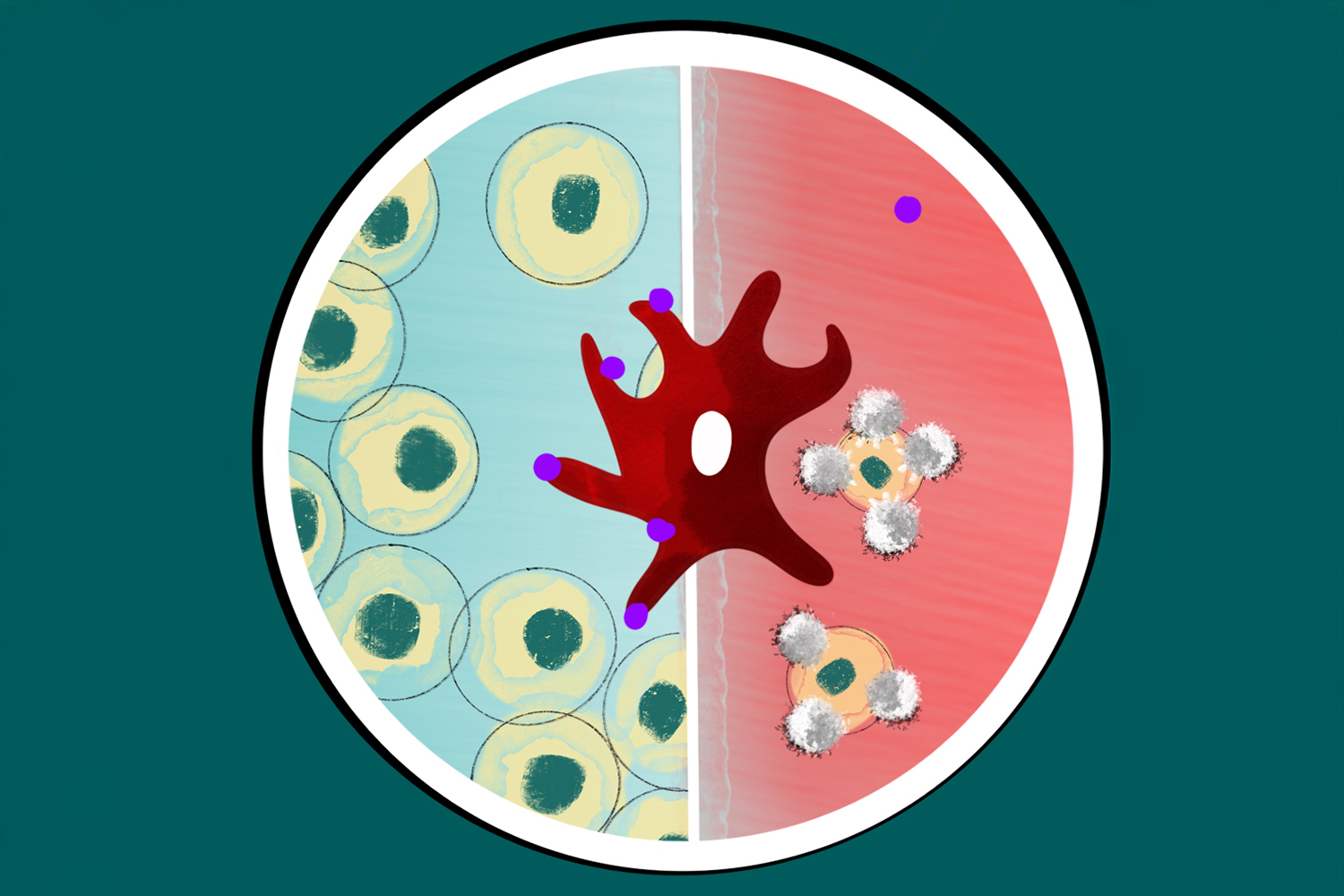 Disabling a Crucial Immune Regulator Destroys Liver Tumors in Mice