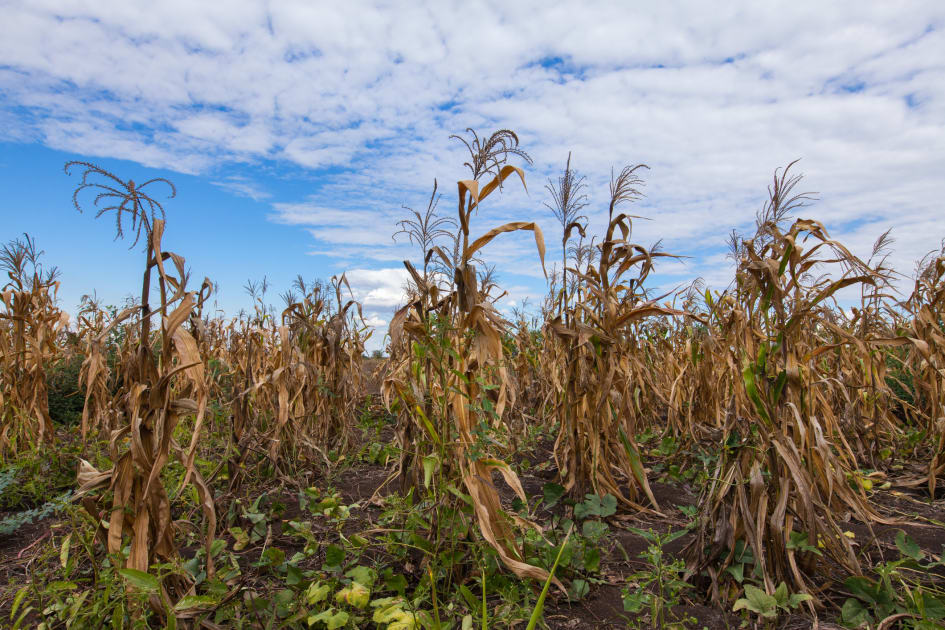 “How Environmental Influences Shape Growth Challenges in Children”