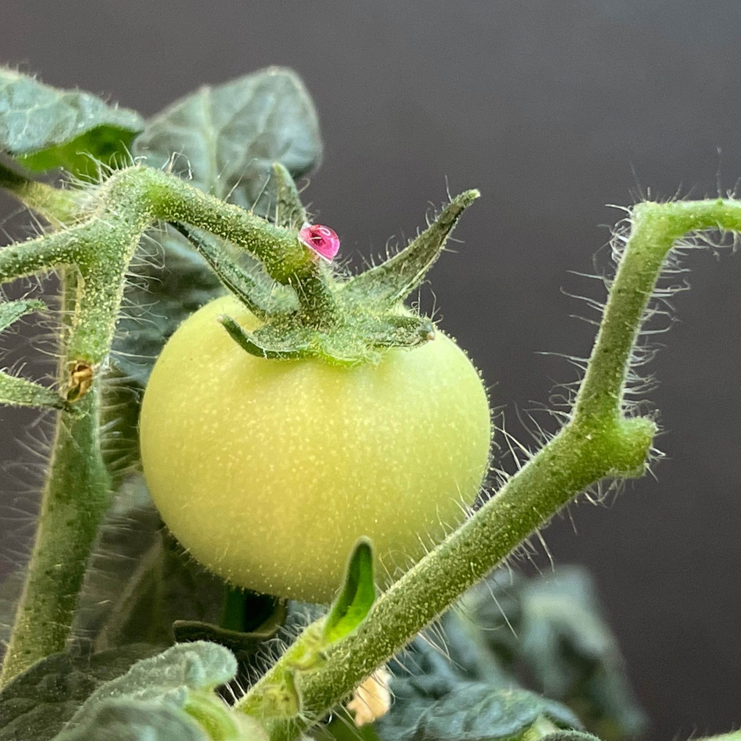 Envisioning the Future of Vegetables: Fortification with Micro-Needles