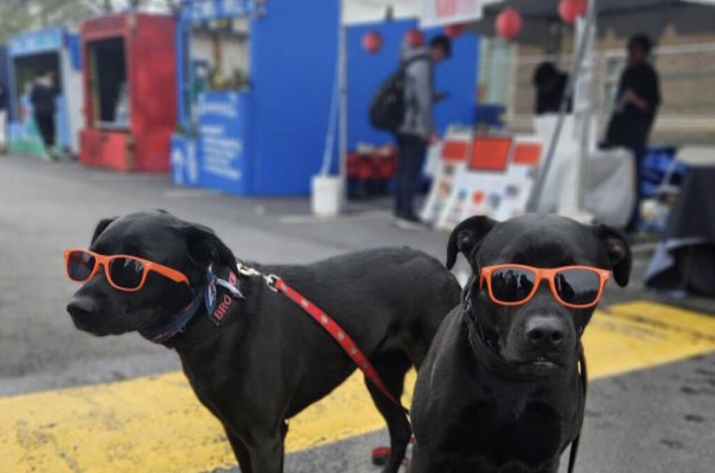 Dogs in sunglasses