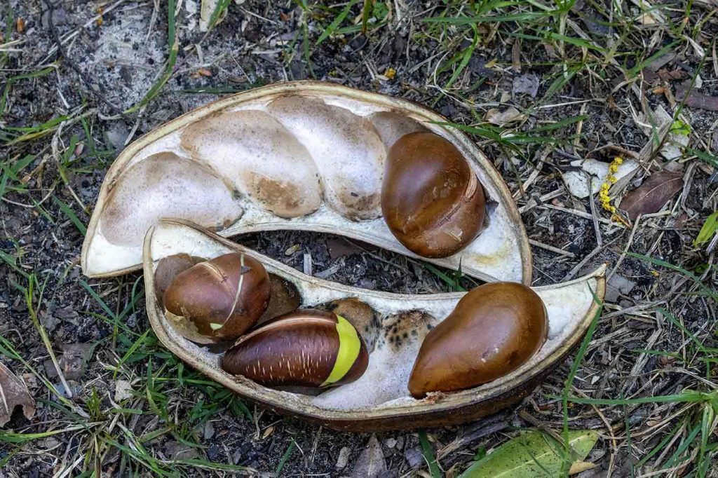 Seeds from a Morton Bay Chestnut Tree. Photo Courtesy of Adobe Stock Images/Ken Griffiths.