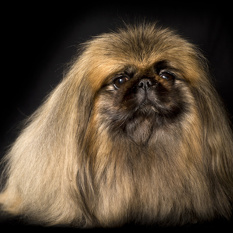 Imitation in Nature: The Fascinating World of Copycat Evolution