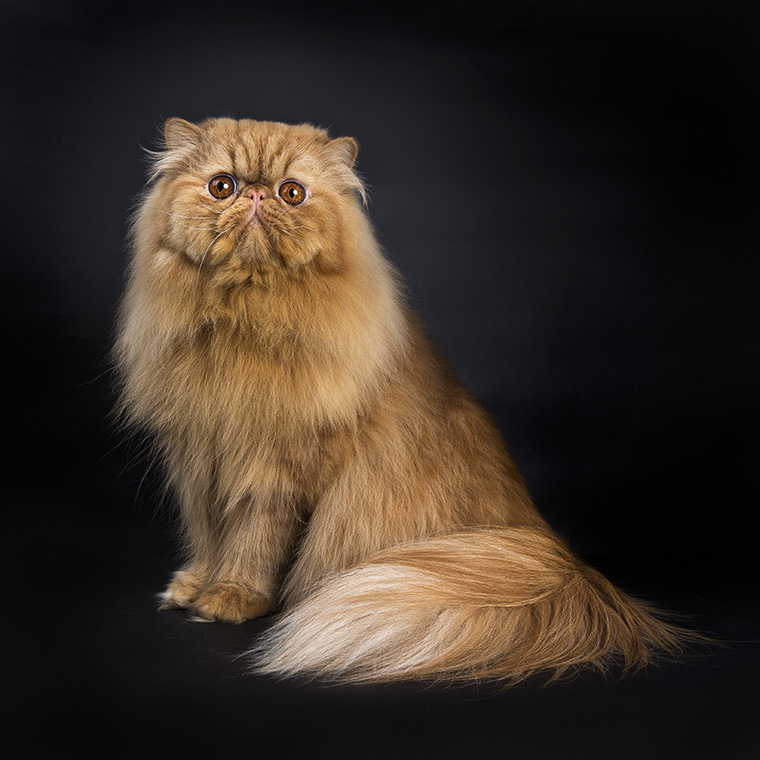 Imitation in Nature: The Fascinating World of Copycat Evolution
