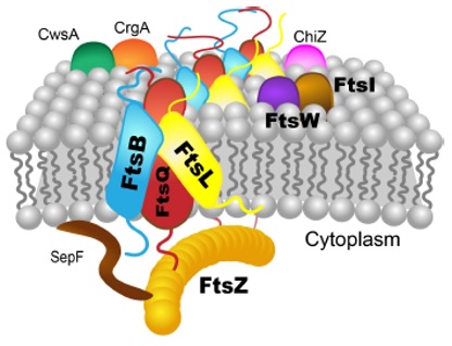 Schematic representations of key proteins in the Mtb divisome. The QBL complex, which is composed of membrane proteins FtsQ, FtsB, and FtsL, serves as the nexus connecting the essential cytoplasmic and periplasmic proteins of the Mtb divisome. (Courtesy of Yan-Yan Hu)