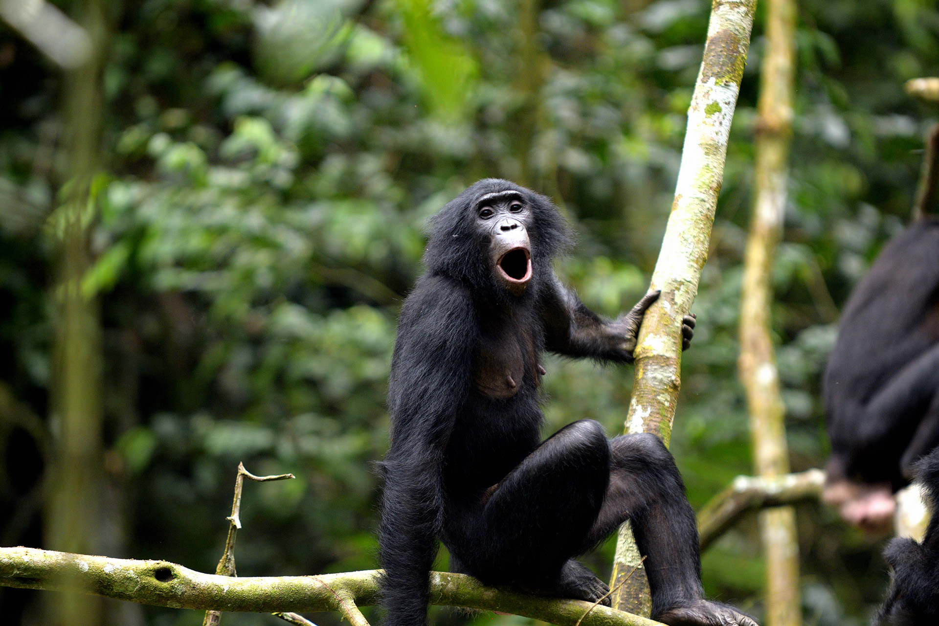 Bonobos Communicate in Surprising Ways Similar to Humans