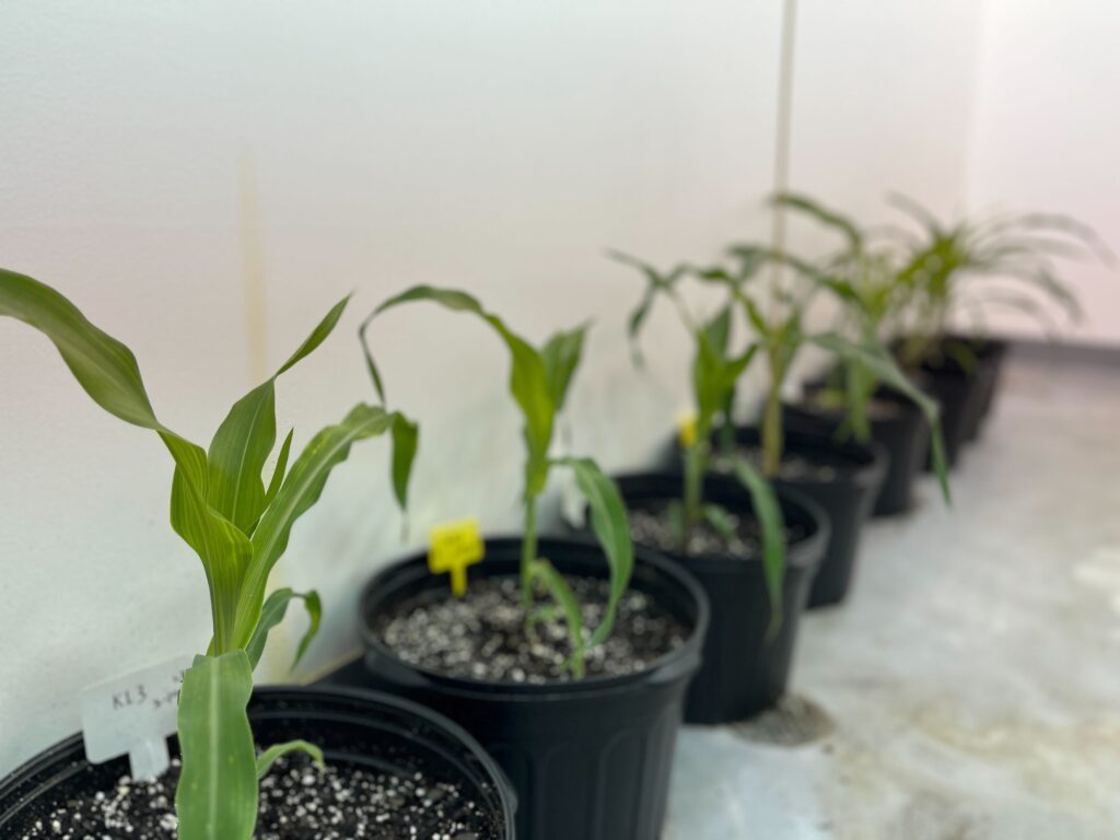 A row of young green corn stalks grows in black planters filled with white-speckled soil.