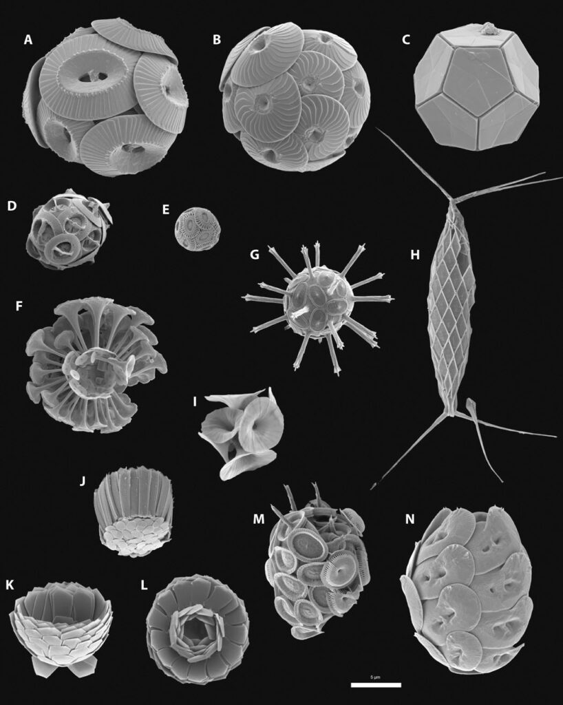 An assembly displays electron micrographs of over a dozen calcified coccolithophore "shells," showcasing a variety of their diverse geometries. Some are constructed from small disks that overlap to form orb-like figures. Others are reminiscent of viruses or early satellites, featuring a central mass and spiky extensions. One even resembles a standard dodecahedron (or a 12-sided die).