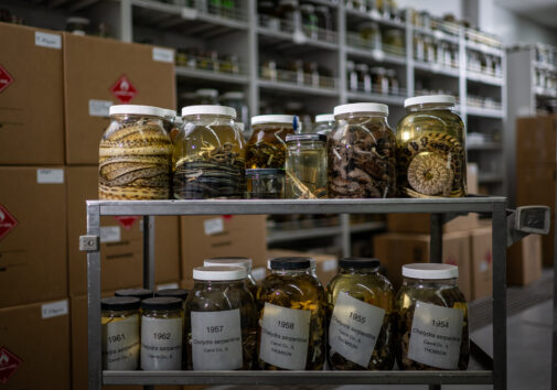 Jars of snakes preserved in alcohol at the University of Michigan's Research Museums Center. U-M recently acquired tens of thousands of additional reptile and amphibian specimens—including roughly 30,000 snakes—and now hosts the world's largest research collection of snakes, according to museum curators. Image credit: Eric Bronson, Michigan Photography.