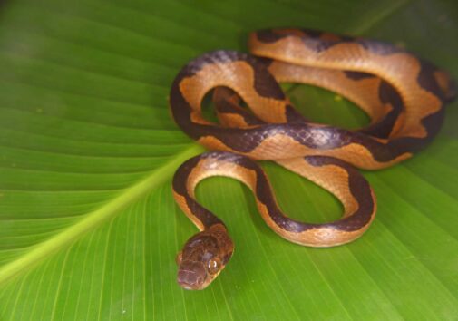 A cat-eyed snake (Leptodeira semiannulata) in the Peruvian Amazon. Image credit: Dan Rabosky, University of Michigan