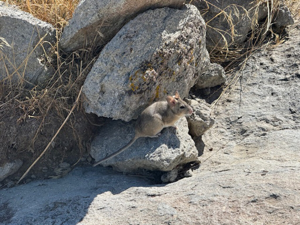 A woodrat. Image courtesy: Denise Dearing, University of Utah